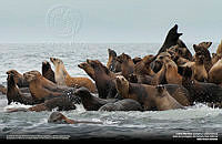 Lobos Marinos_Julian Orozco.jpg