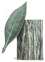 ADDLT0005 Conocarpus erectus var. sericeus.JPG