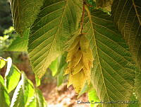 EEC0157 Ostrya virginiana.jpg