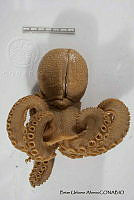 KT014 0113 Octopus rubescens.JPG