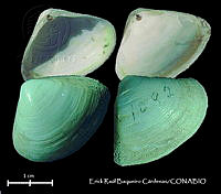 KT014 0612 Tellina tampaensis.JPG