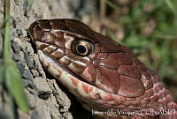 LV0013 Masticophis flagellum.jpg