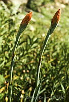 061 Spiranthes cinnabarina.jpg