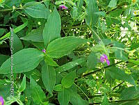 SG019 0109 Tinantia erecta.jpg