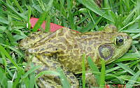 JCLV 007 Lithobates catesbeianus.jpg