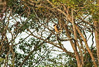 FBA0497 Herpetotheres cachinnans.jpg