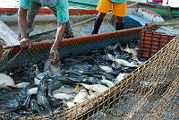 JLMD03 Hypostomus plecostomus.jpg