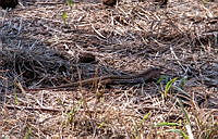 CGL5247 Aspidoscelis exsanguis.jpg