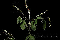 Huitz 0211 Cordia spinescens.jpg