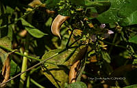 FBA1454 Mucuna pruriens.jpg