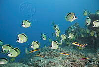 CNS1116 Johnrandallia nigrirostris.jpg