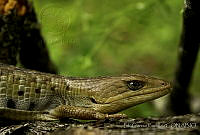 EGP0130 Gerrhonotus liocephalus.jpg