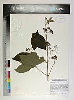 JAdNV0447 Callicarpa acuminata.JPG