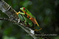 CMMG001 Agalychnis callidryas.jpg