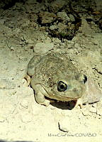 MCV02 Spea multiplicata.jpg