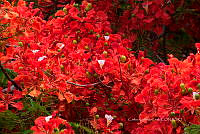 CGL4920 Delonix regia.jpg