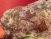 NE018 0358 Botrylloides nigrum.jpg