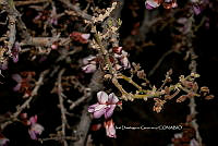 IDG Nat 0055 Olneya tesota.jpg