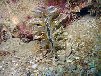 ISABK039-101 Pinna rugosa.jpg