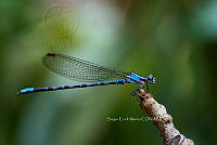 SM0504 Argia elongata.jpg