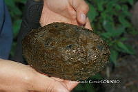 JCC0466 Kinosternon integrum.JPG