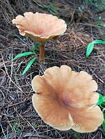JCDJC 0012 Infundibulicybe gibba.jpg