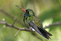 CNS0271 Cynanthus latirostris.jpg