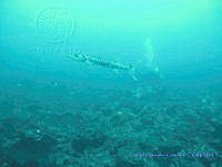 CGG1170 Sphyraena barracuda.JPG