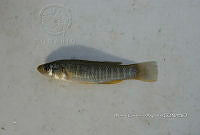 HE009 P 0222 Fundulus grandis.JPG