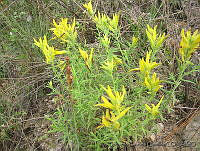EEC0037 Acacia angustissima.jpg