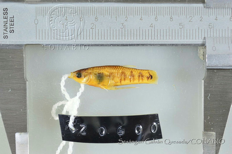 SGQ0959%20Poeciliopsis%20turneri.jpg.rSeypbf1MXVp fdhQA3g0JtbmFja29CbnFuZ3NAbXJ6LGtwZwA.njqcwi5q8e