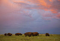 RHLS01 Bison bison.jpg