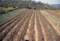 EHX0428 Opuntia sp..JPG