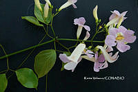 ME010 KV 01073 Bignonia aequinoctialis L., 1753_.JPG