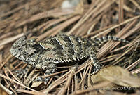 ECA0015 Phrynosoma orbiculare.jpg