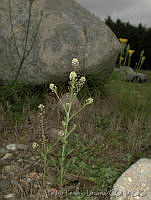 PTL0899 Lepidium schaffneri.jpg