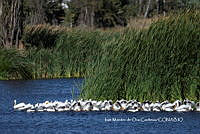 IMDOC3805 Pelecanus erythrorhynchos.jpg