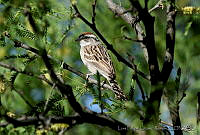 LFLR0078 Spizella passerina.jpg