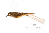 ME006 Aves 0677 Myiarchus tuberculifer.jpg