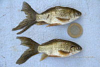 LI006 005 Cyprinus carpio.jpg