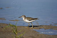 JF211 A 040 Actitis macularius.jpg