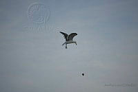 JRL0131 Larus occidentalis.jpg