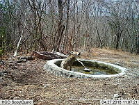 MAGB 0106 Canis latrans.JPG