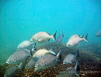 LGHM025 Kyphosus elegans.jpg