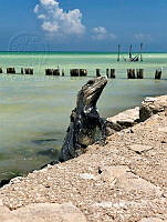 MAFR001 Ctenosaura similis.jpg