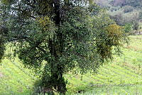 SG002 0069 Ardisia.jpg