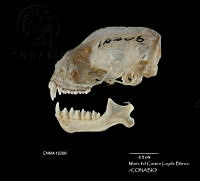 MCLB 0002 Molossus rufus.JPG