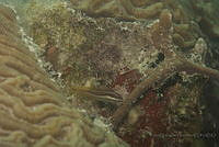 IDG1728 Gobioides sp..jpg