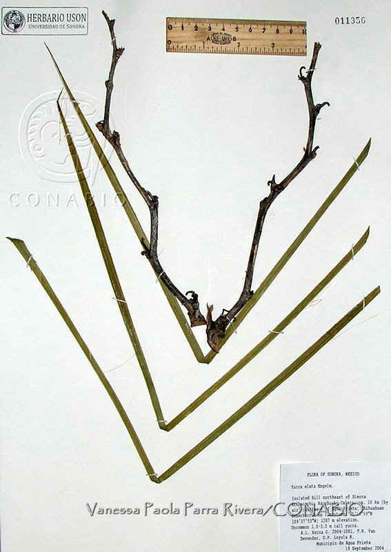 VPPR136%20Yucca%20elata.JPG.rieb9Ij0MSXryXVhQA3g0JtbmFja29CbnFuZ3NAbXJ6LGtwZwA.VCWC9Xa3V0