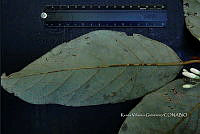 Yolox 3254 Styrax ramirezii.jpg